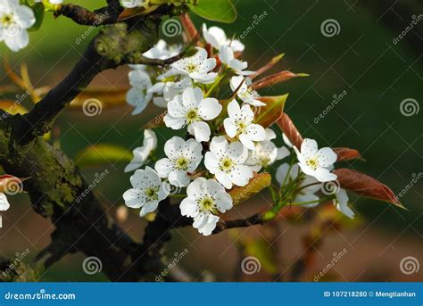 The Flowers of the Pear Tree are White Stock Photo - Image of skin, rosaceae: 107218280