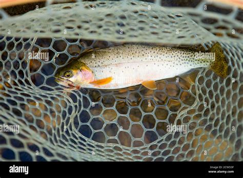 Cutthroat Trout Hi Res Stock Photography And Images Alamy