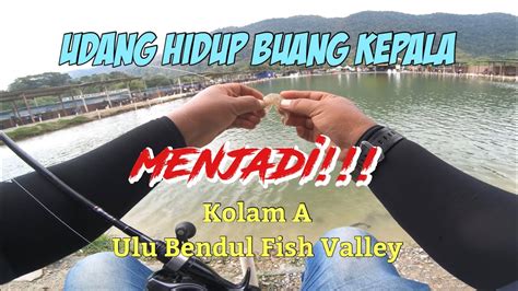 Kolam A Ulu Bendul Fish Valley Jighead Combo Udang Buang Kepala