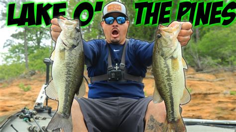 Lake O The Pines Bass Fishing Is On Fire Youtube