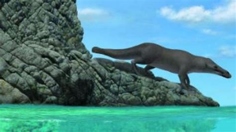 Ancient Four Legged Whale Walked On Land Swam In Sea Kidsnews