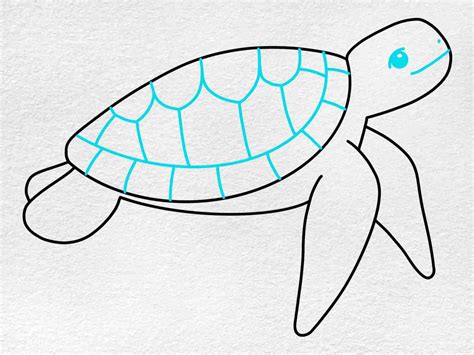 Easy Sea Turtle Drawing Helloartsy