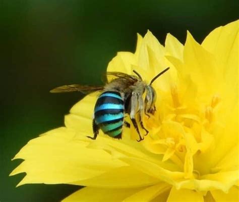 Do Sweat Bees Sting Beekeeping 101