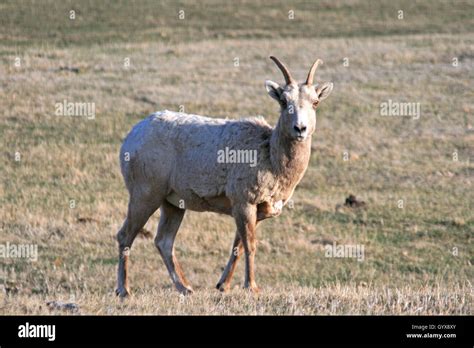 Bighorn Sheep Ewe in Custer State Park in the Black Hills of South ...