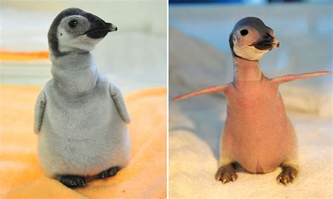 Hairless Penguin