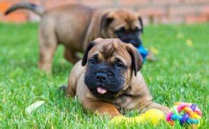 Bullmastiff Weight Chart | Size & Growth Chart