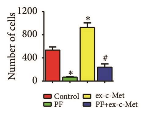 Over Expression Of C Met Reduced Effects Of Paeoniflorin On Cell