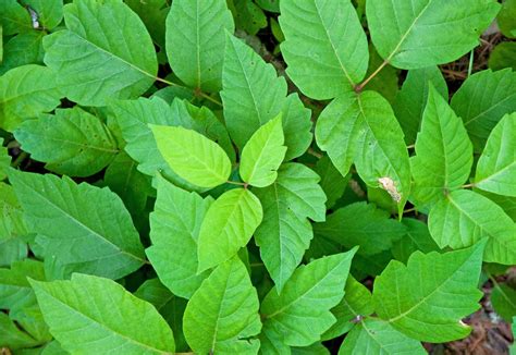 How To Identify Poison Ivy Plant