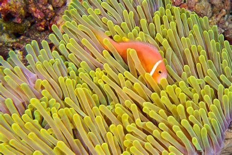 Anemonefish With Black Fins And Magnificent Sea Anemone In South Ari