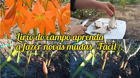 Plantando um canteiro de lírio do campo como multiplicar mudas a partir