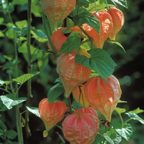 Graines De Lanterne Chinoise Physalis Alkenkegi Franchetti