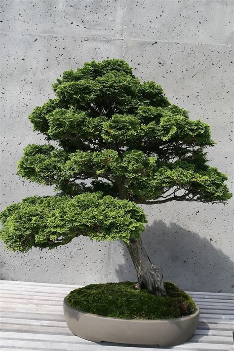 Chamaecyparis Obtusa Hinoki Cypress Bonsai Tree Rare 10 Etsy Denmark