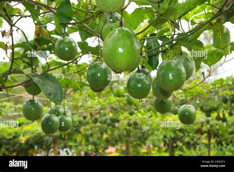 Unripe Passion Fruit In Farm Stock Photo Alamy