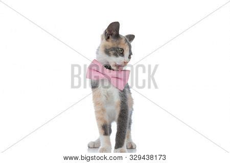 Pussy Licking Images Illustrations Vectors Free Bigstock