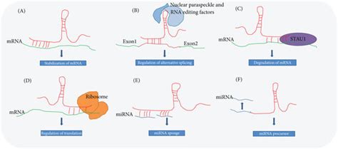 The Diverse Function Mechanisms Of LncRNAs A LncRNAs Recruit