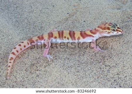 Gecko Lizard Walking In The Desert Sand - Desert Banded Gecko, Coleonyx ...