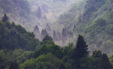 Mist and Fog in the Forest stock image. Image of evergreen - 122753603