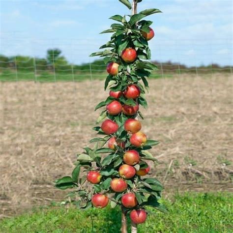 Columnar apple tree for the Urals: varieties, photos and names, reviews ...