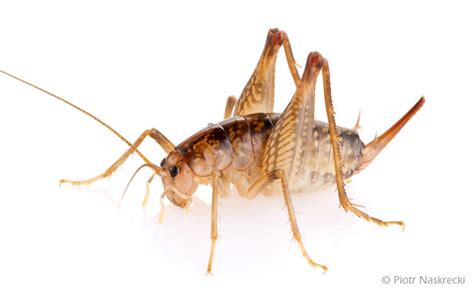 Camel Crickets Arrive In Lancaster County Local News