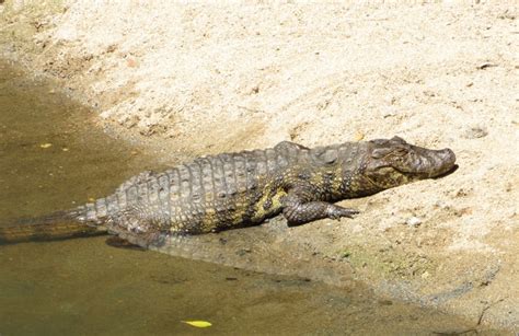 Yacar Overo Caiman Latirostris Ecoregistros