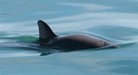 Vaquita – Facts, Size, Habitat, Population and Pictures