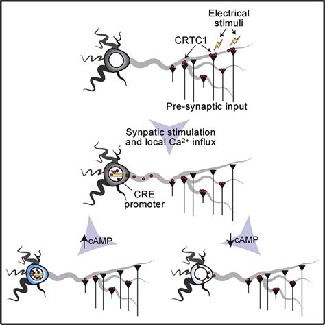 Activity Dependent Transport Of The Transcriptional Coactivator Crtc