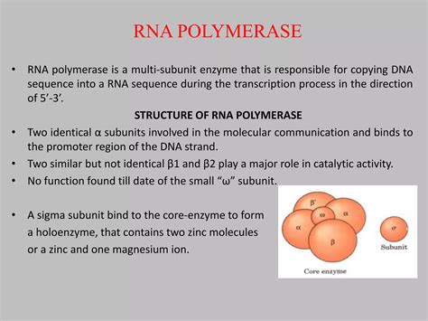 Dna Polymerase And Rna Polymerasepptx