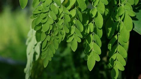 La Desconocida Planta Que Protege La Piel Y Fortalece Los Huesos De