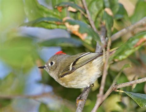 Pictures And Information On Ruby Crowned Kinglet