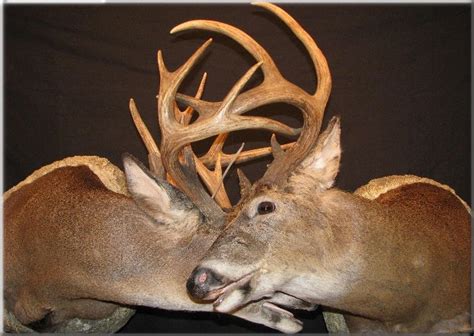 Fighting Bucks Locked Antler Taxidermy Deer Mounts Cattle