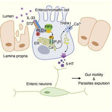 Enterochromaffin cells - MEDizzy