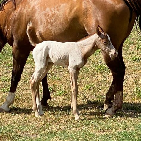 Appaloosa Horses – CUORE APPALOOSA 💛 REINING HORSES