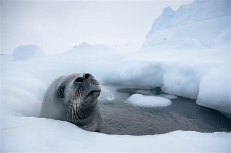 The Coldest Continent | Cruise | Antarctica