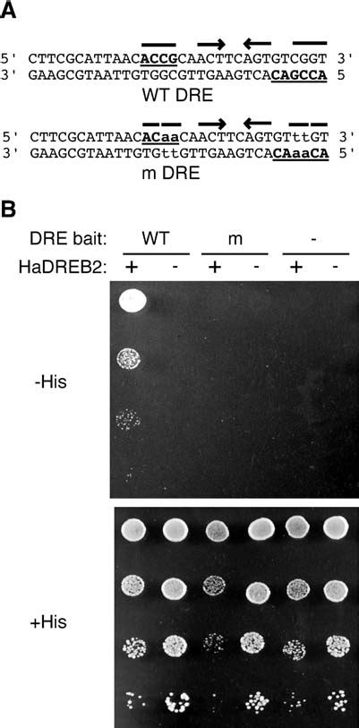 Yeast One Hybrid Dna Binding Assays A The Bait Sequence Between