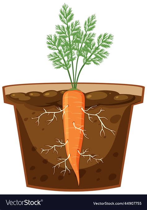 Root of carrot plant Royalty Free Vector Image