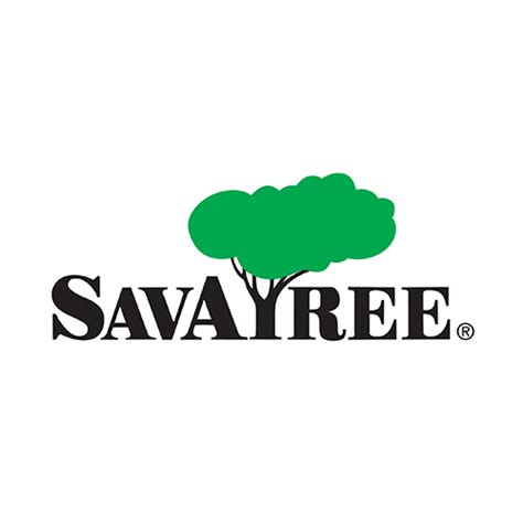 Birch Tree Varieties Diseases And Care Savatree