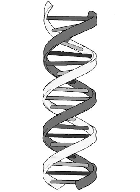 Download High Quality dna clipart molecule Transparent PNG Images - Art ...