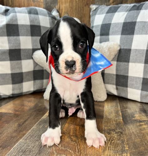 Ring A Sealed Flashy Brindle Male Boxer Puppy 711514 Puppyspot