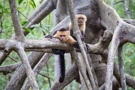 Wildlife & Mangroves by Boat – Los Sueños Marriott