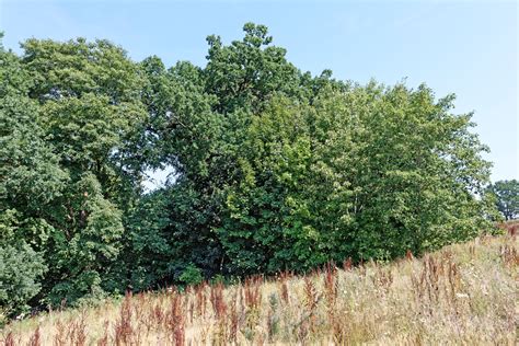 Dicke Eiche In Boitzenburg Monumentale Eichen Von Rainer Lippert