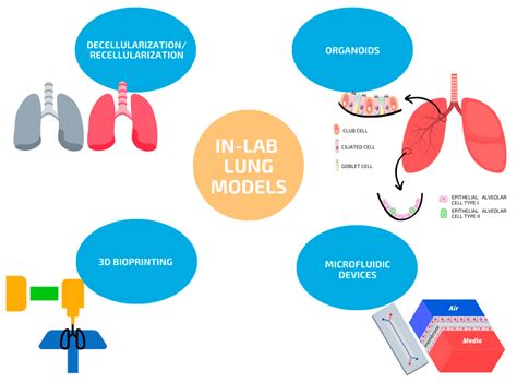 Chemosensors Free Full Text Alveolus Lung On A Chip Platform A