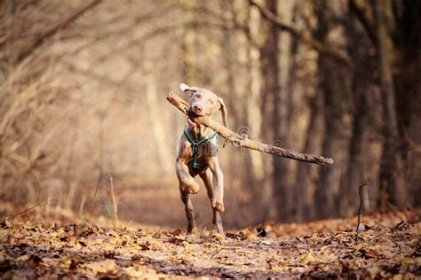 Dog playing stock image. Image of cheerful, canine, happiness - 23967293