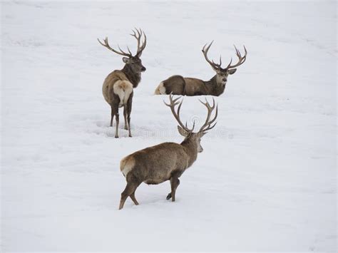 Deer in the Snow Winter Panorama Landscape Stock Photo - Image of dusk ...