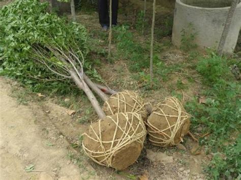 怎样移栽植物。百度知道