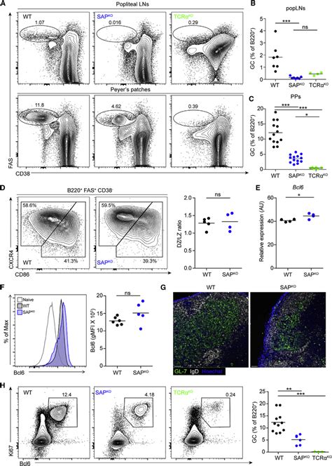 Gc B Cells In Pps Of Sap Deficient Mice Express Typical Markers A Download Scientific Diagram