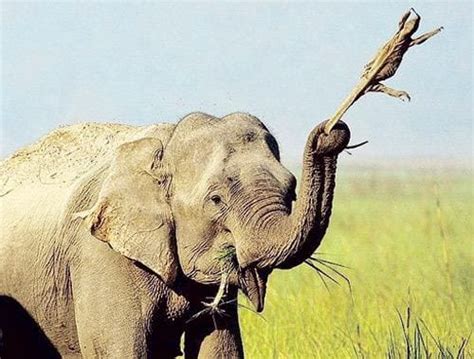 Elefante Mata Idosa De Anos E Volta Durante O Vel Rio Para Pisotear