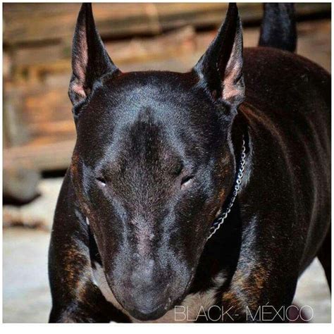 Bull Terrier Preto Preço - Bull terrier Black | Imagens de animais selvagens, Cães, Bull terrier