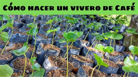 Cómo hacer un vivero de Café YouTube