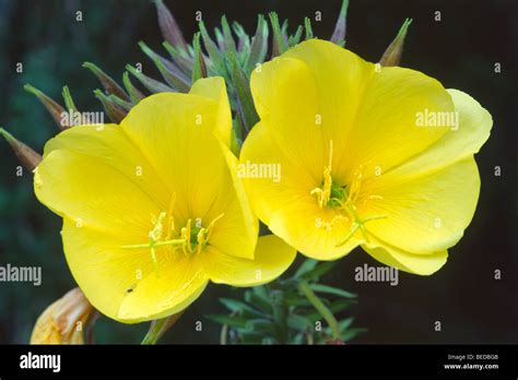 Common Evening Primrose Evening Star Oenothera Biennis North Tyrol