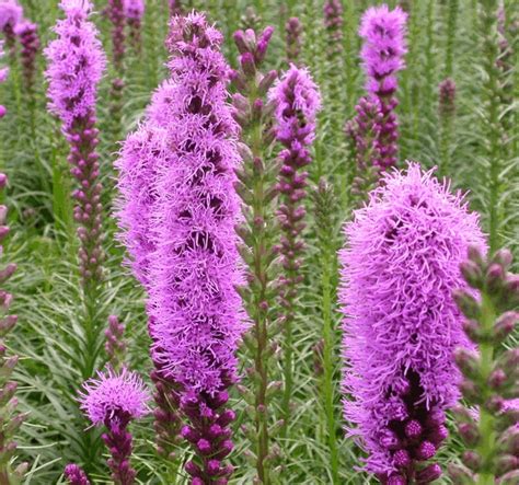 Liatris Spicata Vaste Planten De Swaef BV